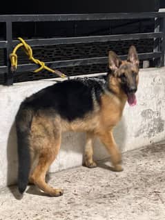 1.5 year female German shepherd