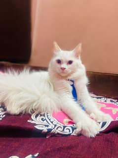 Persian cat for sale male vaccine clear healthy or active