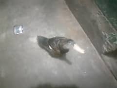 ducks
