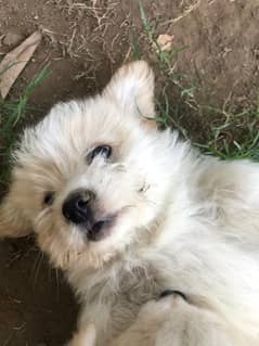 Miniature Shihtzu male puppy (03226451662