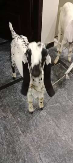 Desi