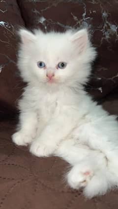 Persian kitten | triple long coated Kittens | Fluffy Kitten For Sale