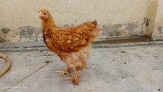 Golden Heavy chucen
