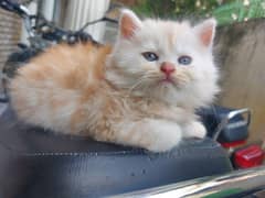 Pure Persian Kittens Triple Coated