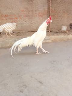 Bosqa Aseel murgha 12000