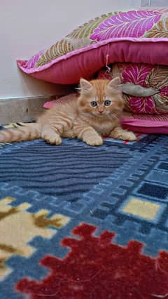 2 Months old Persian Baby Face kittens.