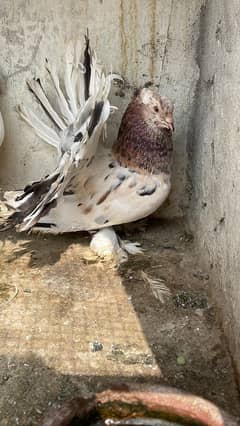 lakka  indian american pair+Love birds+ sherazi