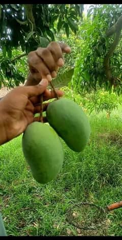Mango