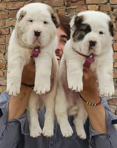 alabai security dog 2 month pair  for sale heavy bone