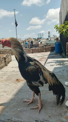 Heera aseel murgha  jawa murgha chni murghi for sale 03140531967