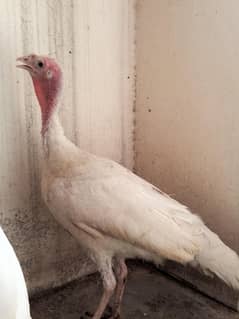 turkey