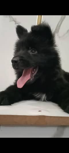 German