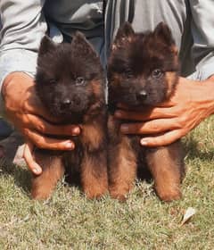 German Shepherd long coat 2 month pair for sale