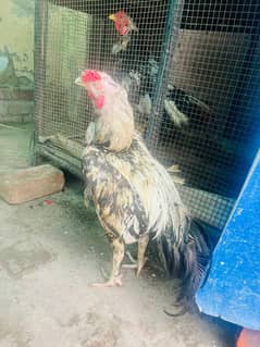 Aseel mianwali