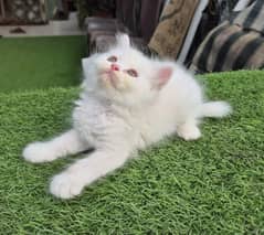 White Fluffy Triple coat Persian Kitten