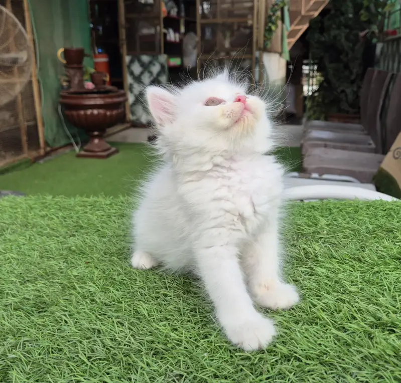 White Fluffy Triple coat Persian Kitten — photo 5