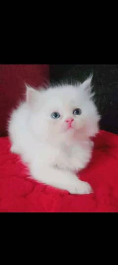 Persian kitten for urgent salemy WhatsApp number 0331 9289880