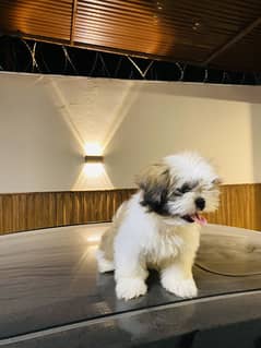 Shih Tzu Puppy