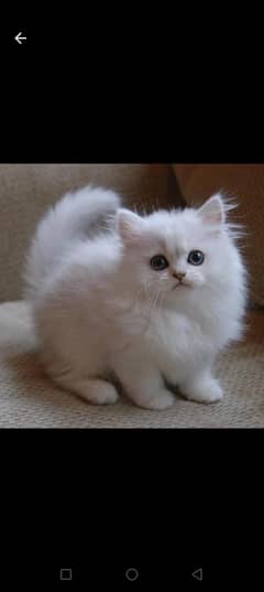 Persian