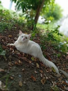 Pure  Persian  Kitten Tripple Cotted