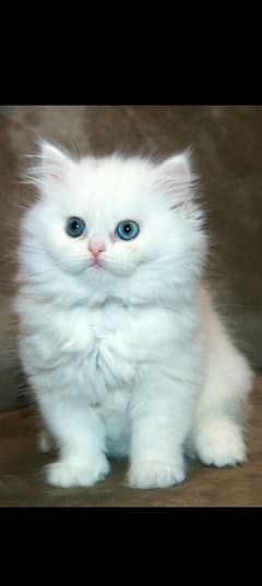 Persian kitten for urgent salemy WhatsApp number 0331 9289880
