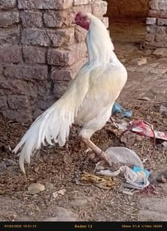 high quality aseel murga