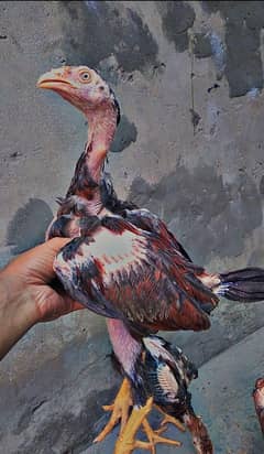 sindhi