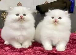 Persian kitten for urgent salemy WhatsApp number 0331 9289880