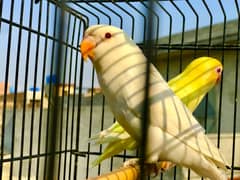 Albino