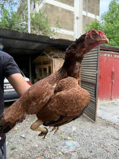 Aseel hen pair for sale