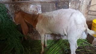 bakri sindh