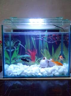 Aquarium Mini