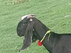 Bakri