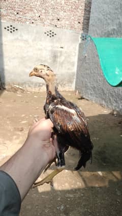 3 female chicks mainwali