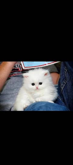 Persian kitten for urgent salemy WhatsApp number 0331 9289880