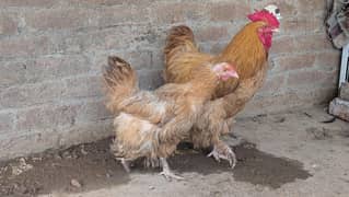 golden buff pair