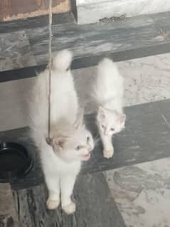 cats
