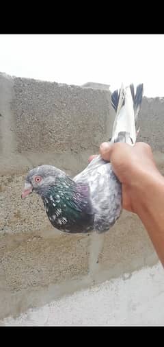 kabli