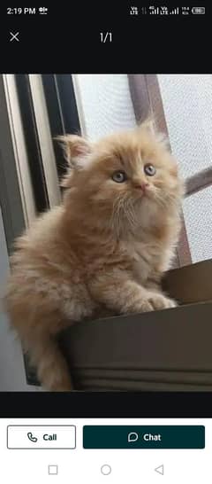 Persian kitten for urgent salemy WhatsApp number 0331 9289880