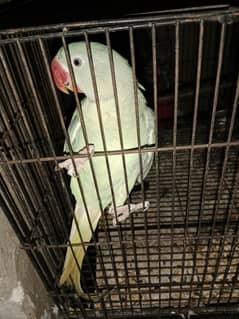 Raw Parrot