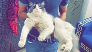 Persian male for sale