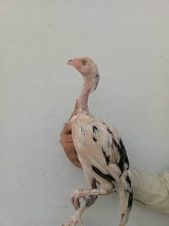 asseel chicks for sale