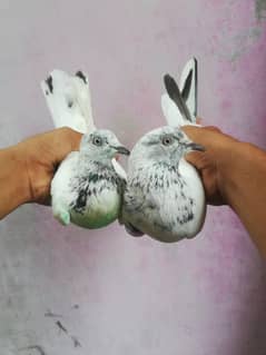 kabli pair for sale.