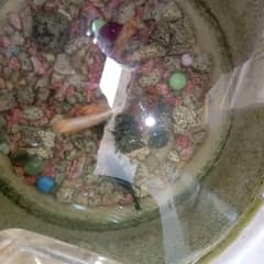 argent for sale