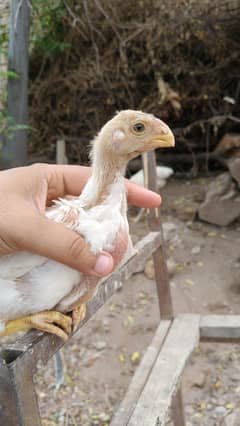 Indian Parrot Beak Aseel (pair)