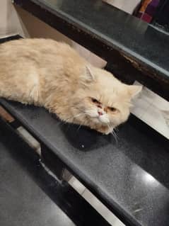Persian Cat Male