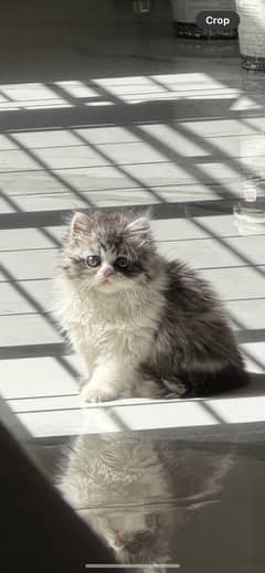 Persian
