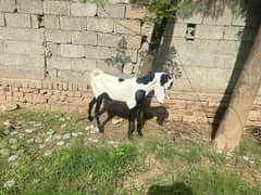 Goat for sale