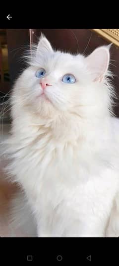 Persian