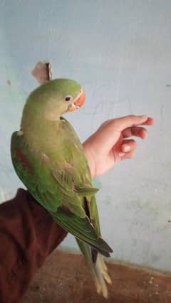 Friendly